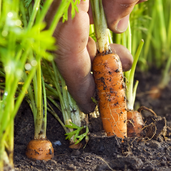 Searles Growing Carrots All year planting tips
